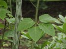 Acer davidii