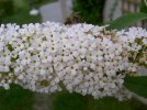 Buddleja davidii