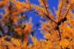 die_farben_der_schweizer_herbst.jpg