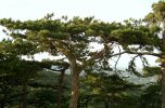 Pinus nigra 'Nana'
