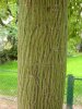 Acer davidii