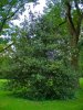 Ilex aquifolium 'Agenteomarginata'
